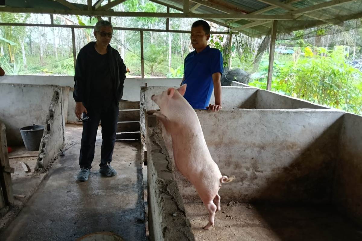 Peternakan babi Kelompok Tani Tia Tiara Desa Lalang Baru Sintang terpilih menjadi mitra CSR Mukti Plantation.