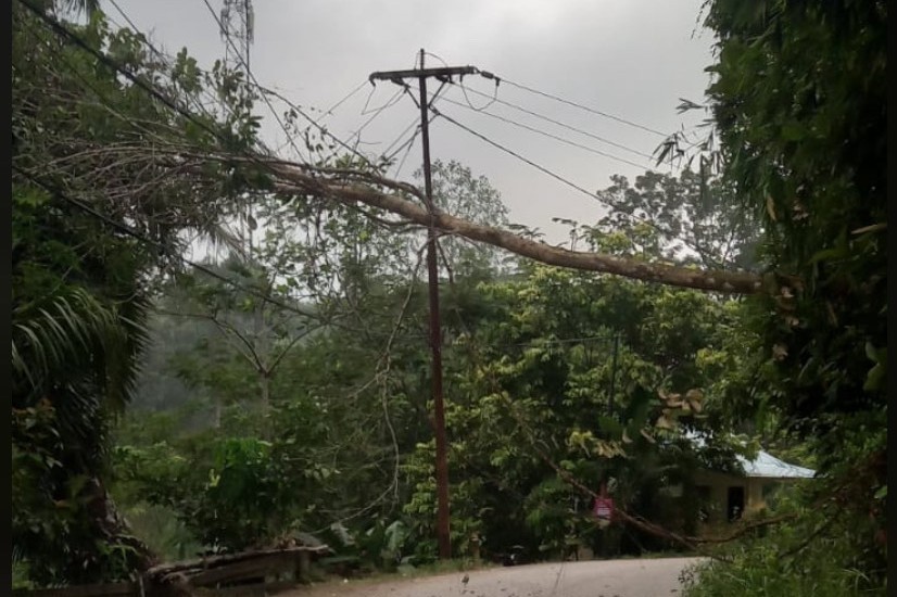 Pohon tumbang di Kelurahan Sei. Sengkuang, Kecamatan Kapuas, Kabupaten Sanggau menimpa kabel listrik milik PT PLN.
