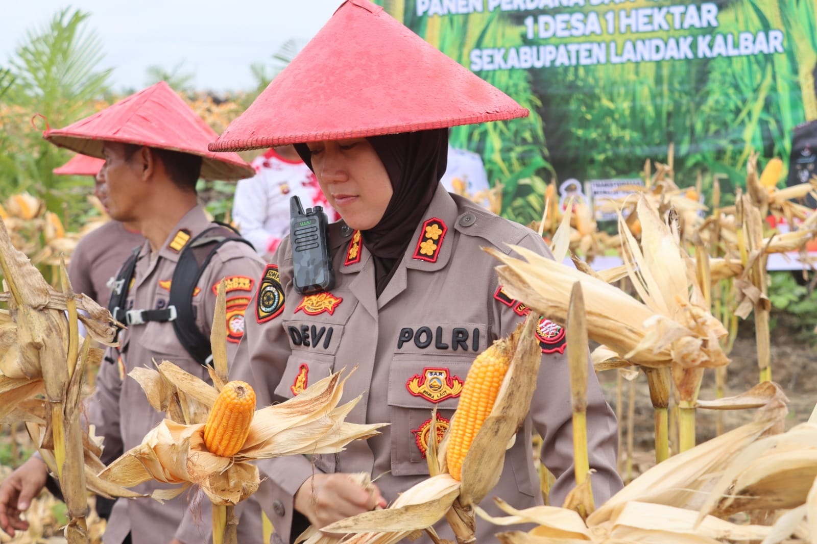PANEN : Kapolres Landak AKBP Devi Ariantari bersama pejabat utama Polres Landak saat melakukan penen perdana jagung di demplot Polres Landak, di Afdeling IV PTPN IV Regional V, Desa Amboyo Inti, Kecam
