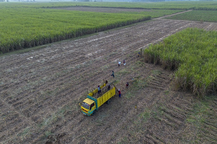 Foto udara petani memanen tebu di Jatitujuh, Majalengka, Jawa Barat, Senin (11/8/2025). Menteri Pertanian (Mentan) Andi Amran Sulaiman mendorong percepatan swasembada gula nasional dalam waktu maksimal tiga tahun melalui langkah deregulasi, intensifikasi,