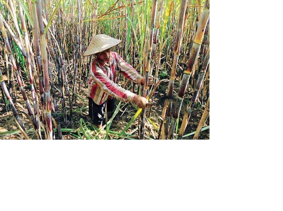 Ilustrasi Petani Tebu