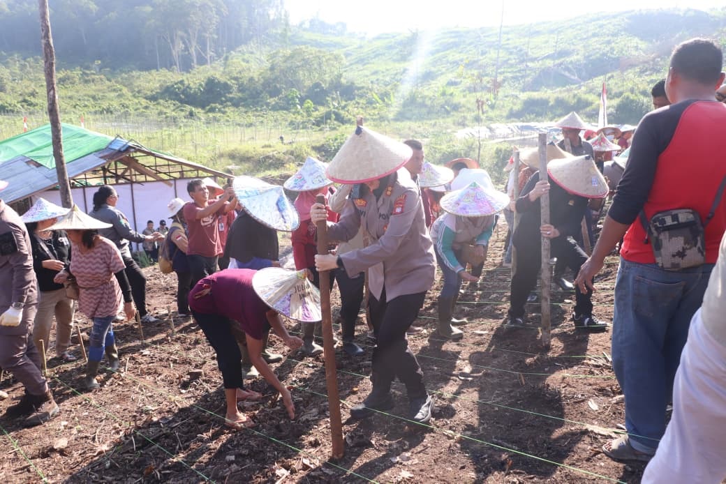 PADI : Kapolres Landak AKBP Devi Ariantari saat menanam pagi gogo&nbsp; lahan pertanian Kelompok Tani Terpadu Dusun Tebedak, Desa Tebedak, Kecamatan Ngabang, Kabupaten Landak, bersama Pemda Landak.