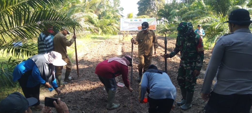 PERDANA: Kegiatan tanam jagung perdana di Desa Arung Parak, Kecamatan Tangaran.