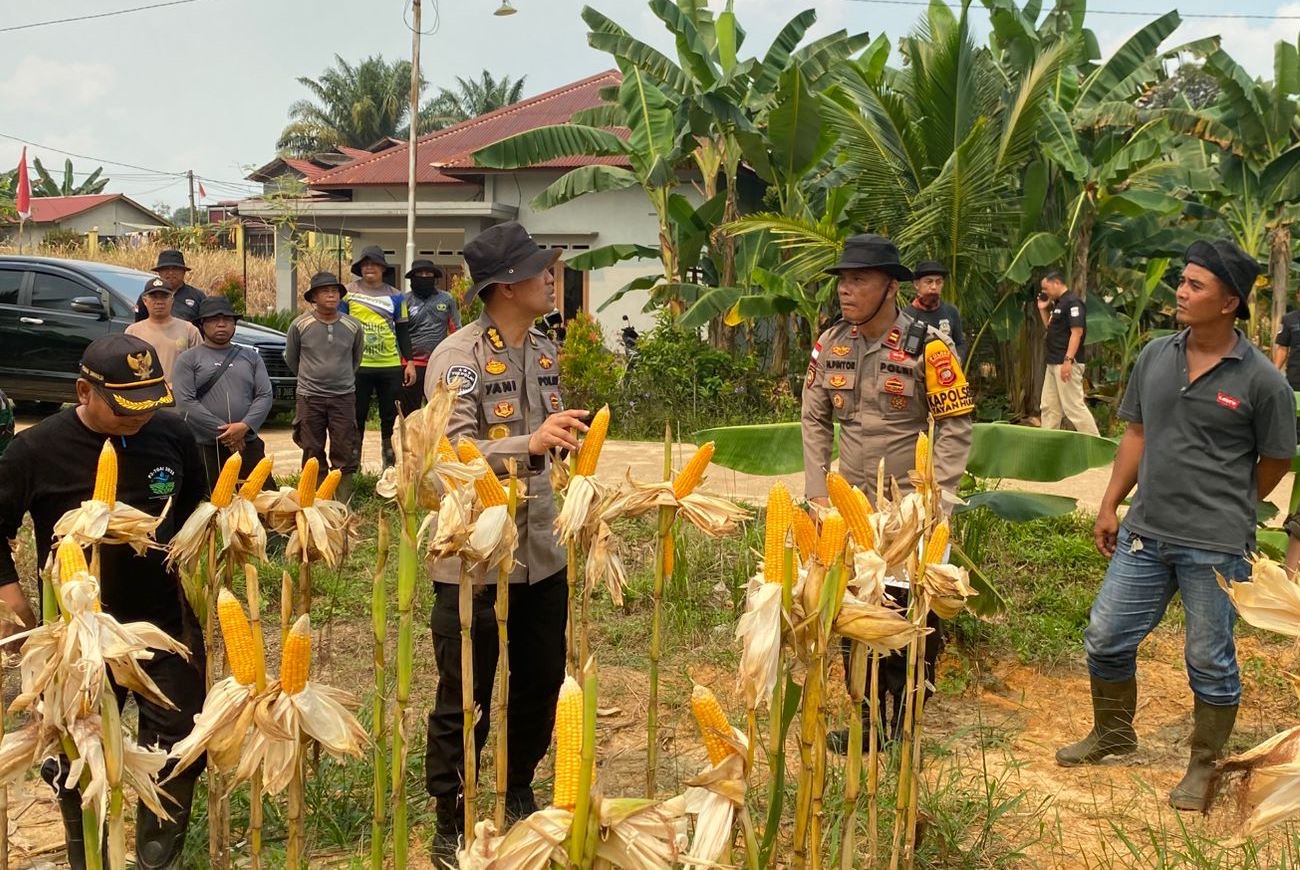 Pamatwil Polda Kalbar, Kombes Yani Permana, meninjau langsung lahan demplot jagung di Dusun Moling, Desa Sosok, Kecamatan Tayan Hulu, Kabupaten Sanggau, Kamis (28/8).