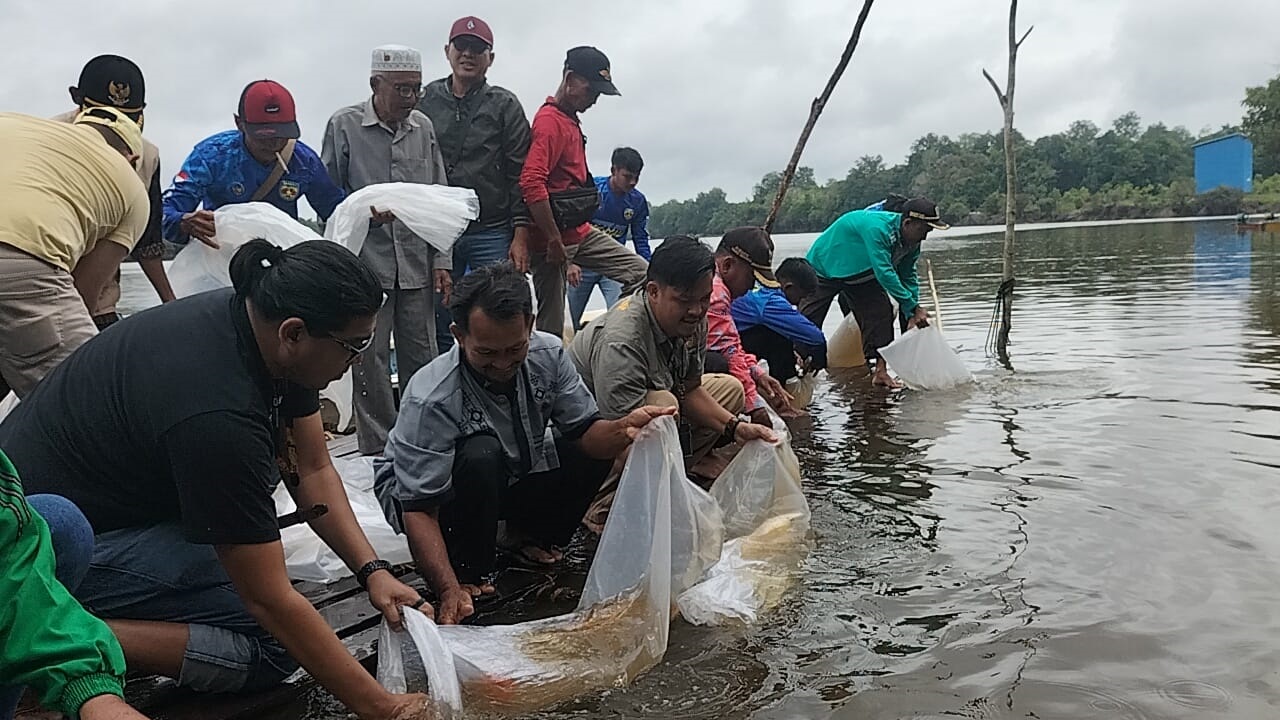 ARWANA : Pelepasan Ikan Arwana Super Red yang dilakukan oleh PT Arwana Lestari di Danau Lindung Empangau.