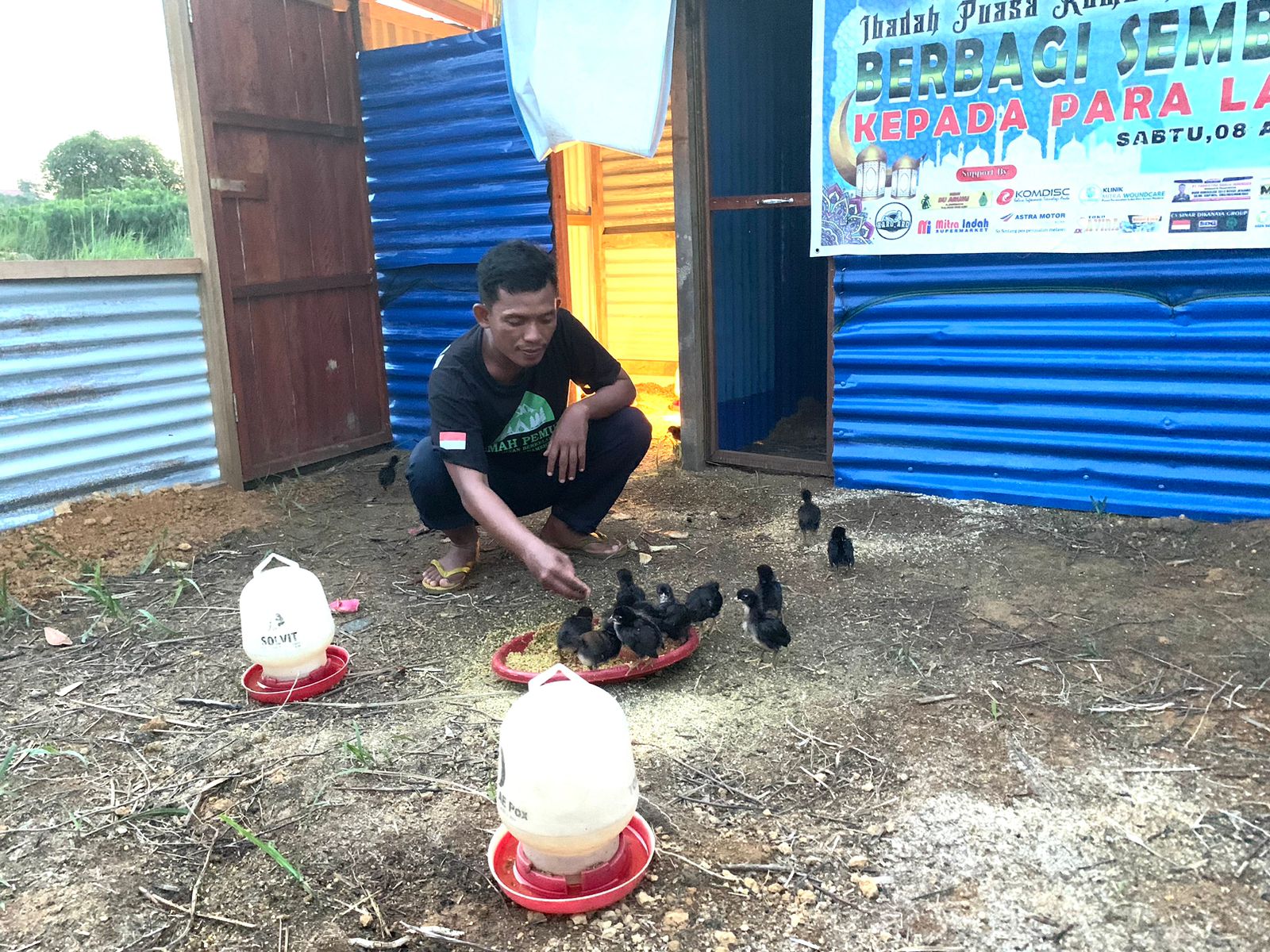 Syarif seorang peternak ayam kampung memberikan pakan jagung lokal sebagai alternatif utama dalam pemeliharaan ternak.