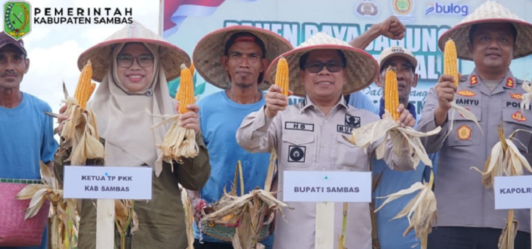 PANEN RAYA: Bupati Sambas Satono saat melaksanakan panen raya jagung serentak kuartal II dalam rangka swasembada pangan di Dusun Sepinggan Besar, Desa Sepinggan, Kecamatan Semparuk. Kamis, 5 Juni 2025