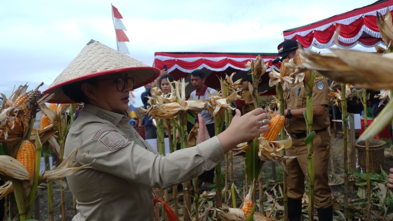 PANEN : Bupati Landak Karolin Margret Natasa saat mengikuti panen jagung di demplot yang dikelola Brigade Pangan Bukit Sabu Enek di lahan milik PTPN IV Regional V, Dusun Tenggalong, Desa Amboyo Inti,