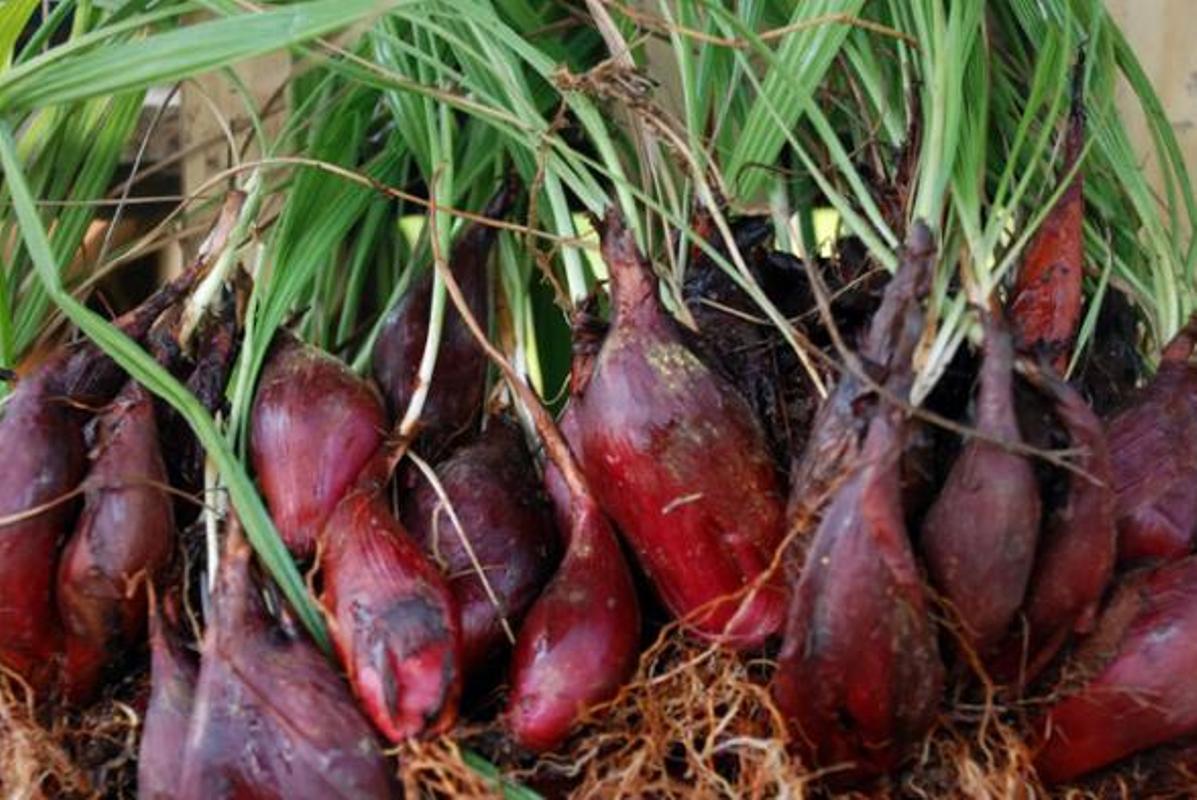 Bawang dayak, herbal dari Kalimantan yang memiliki khasiat melawan penyakit.