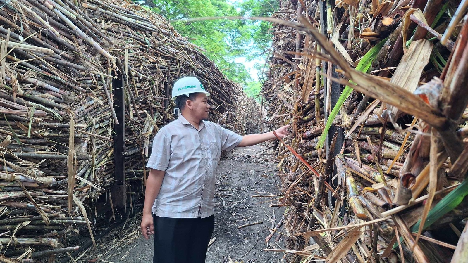 CEK MUTU: Pegawai PG Ngadirejo memeriksa kondisi tebu yang antre untuk digiling.