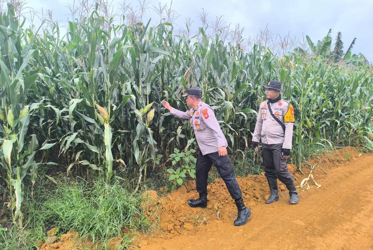 DEMPLOT: Demplot jagung di Meliau yang siap panen.