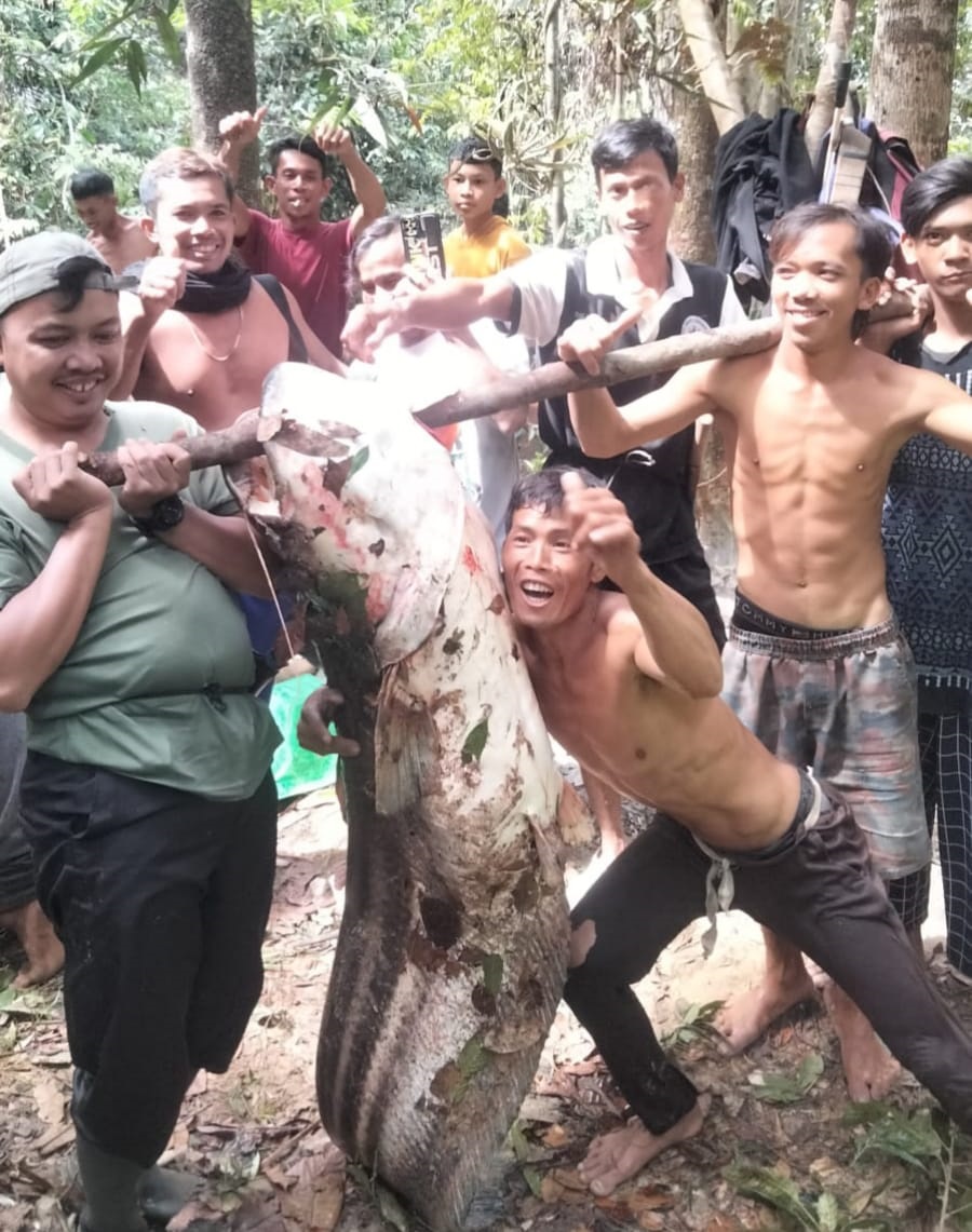 PANEN : Warga Desa Nanga Nuar Kecamatan Silat Hilir saat panen ikan Tapah.