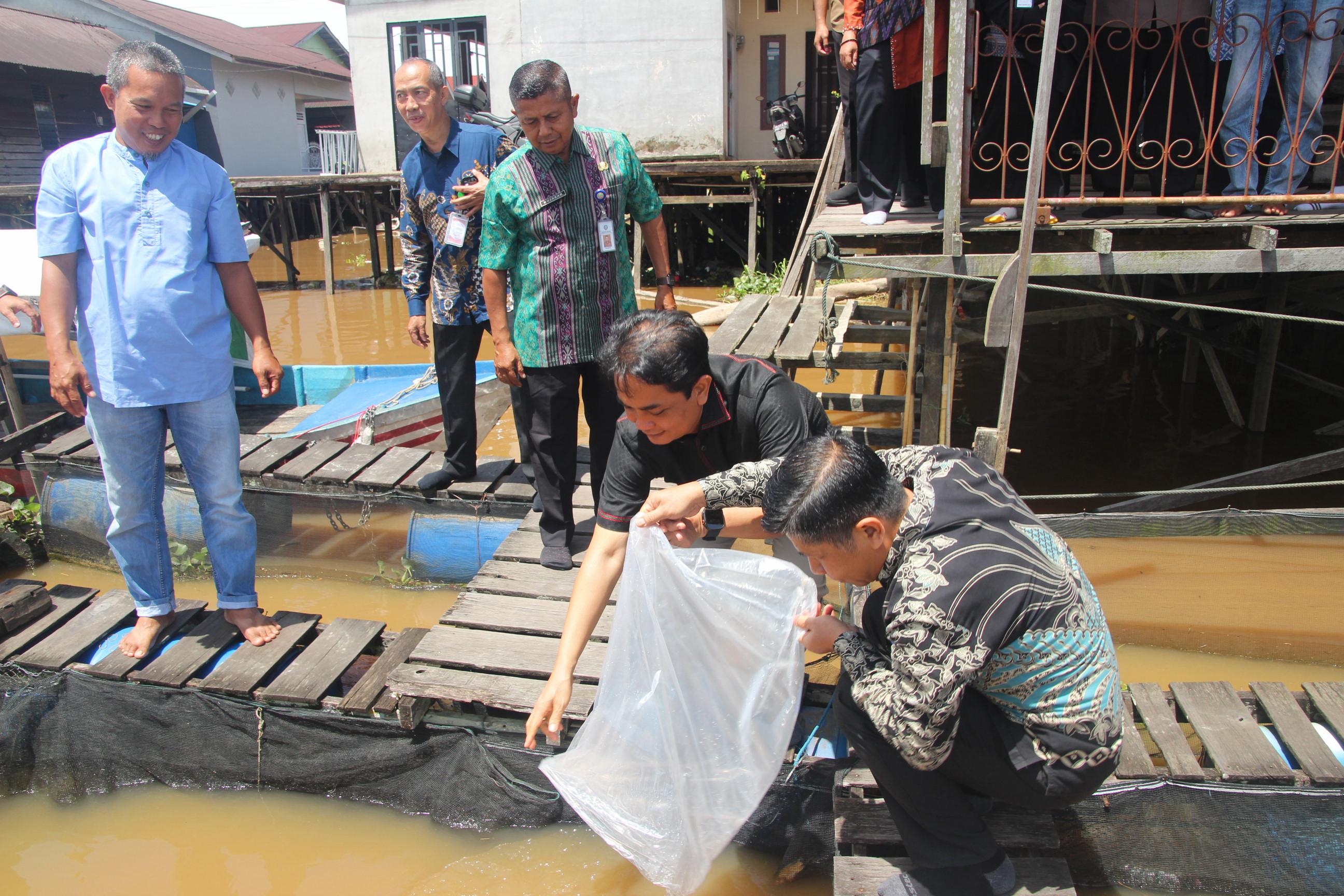 MASUKKAN BENIH: Wakil Wali Kota Pontianak Bahasan memasukkan benih ikan di keramba milik kelompok pembudidaya ikan yang menerima bantuan.