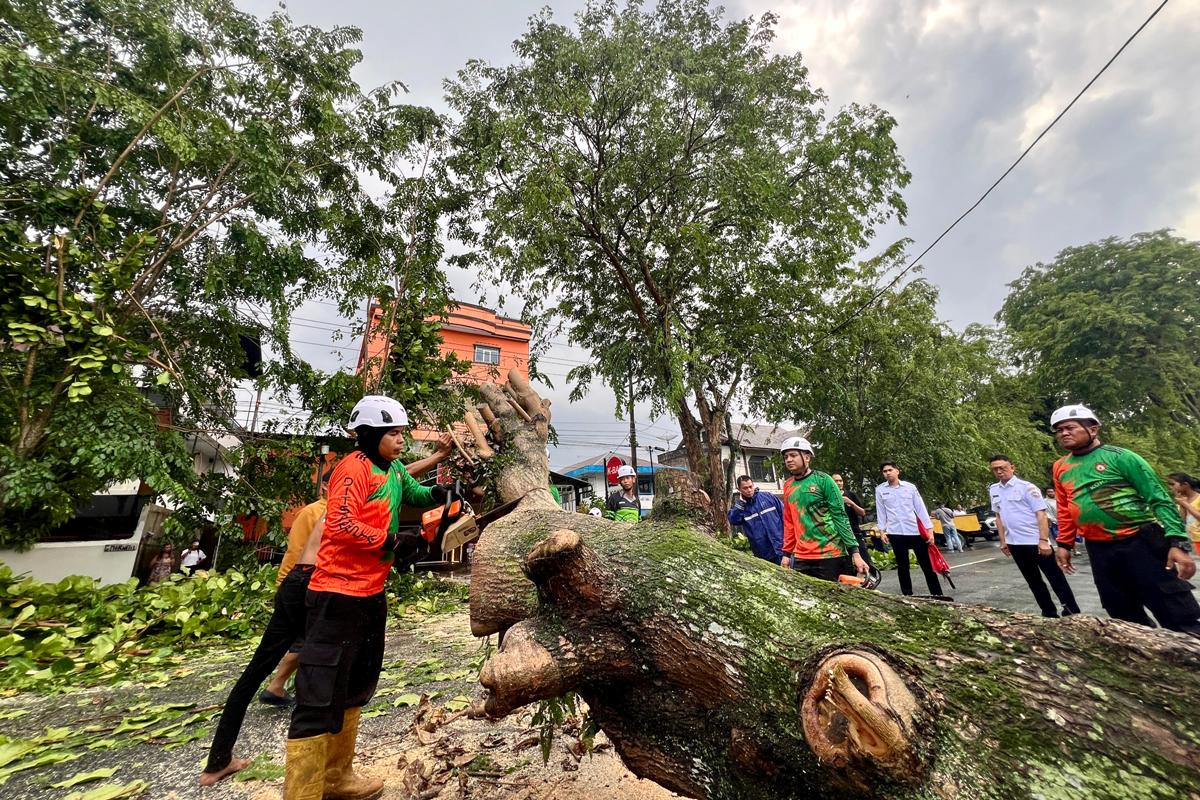 Hujan deras dan angin kencang melanda Kota Pontianak, sejumlah pohon besar di beberapa jalan tumbang terkena angin kencang, Rabu (24/9).