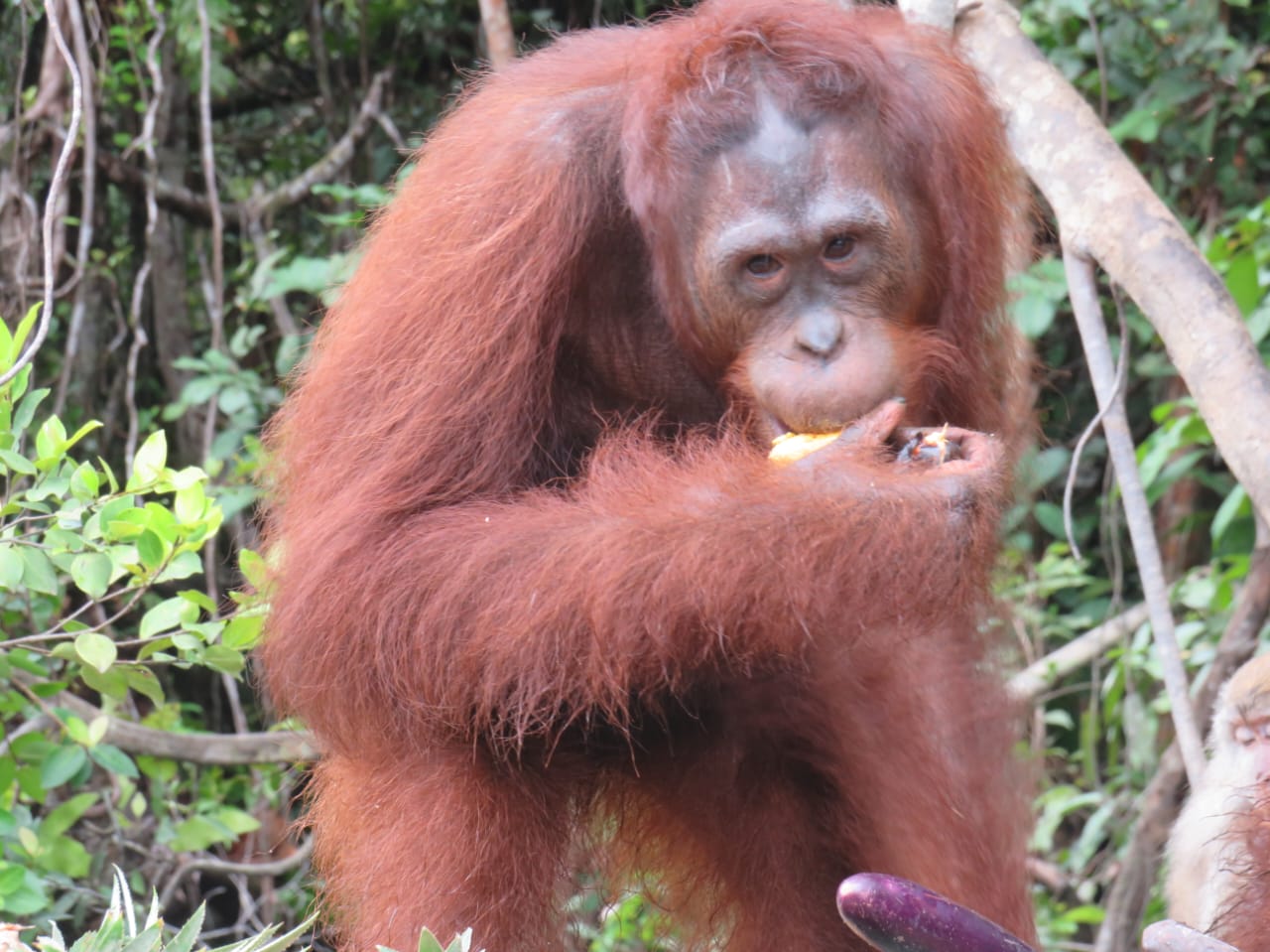Zahri, salah satu orangutan Kalimantan yang direhabilitasi BOSF.
