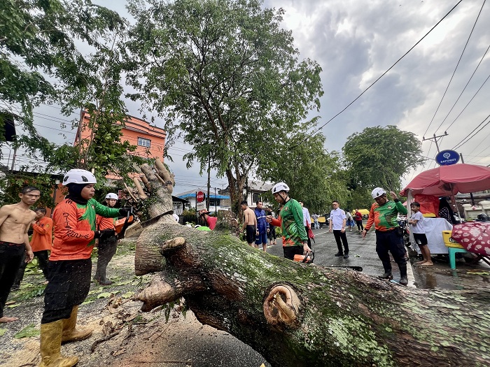 POHON TUMBANG : Hujan deras dan angin kencang melanda Kota Pontianak, sejumlah pohon besar di beberapa jalan tumbang terkena angin kencang, Rabu (24/9).