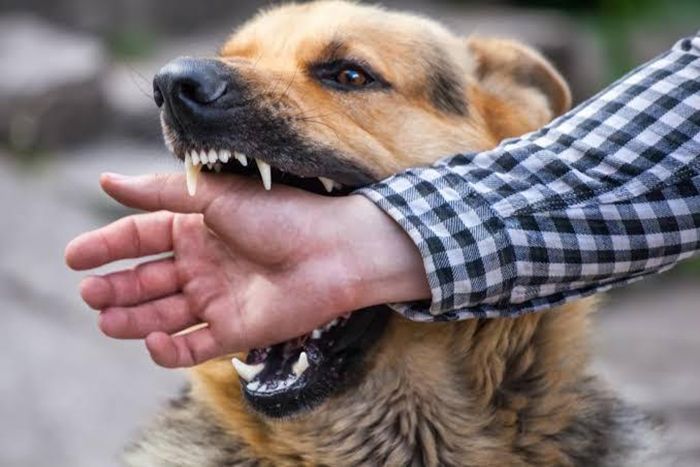 Ilustrasi gigitan anjing rabies.