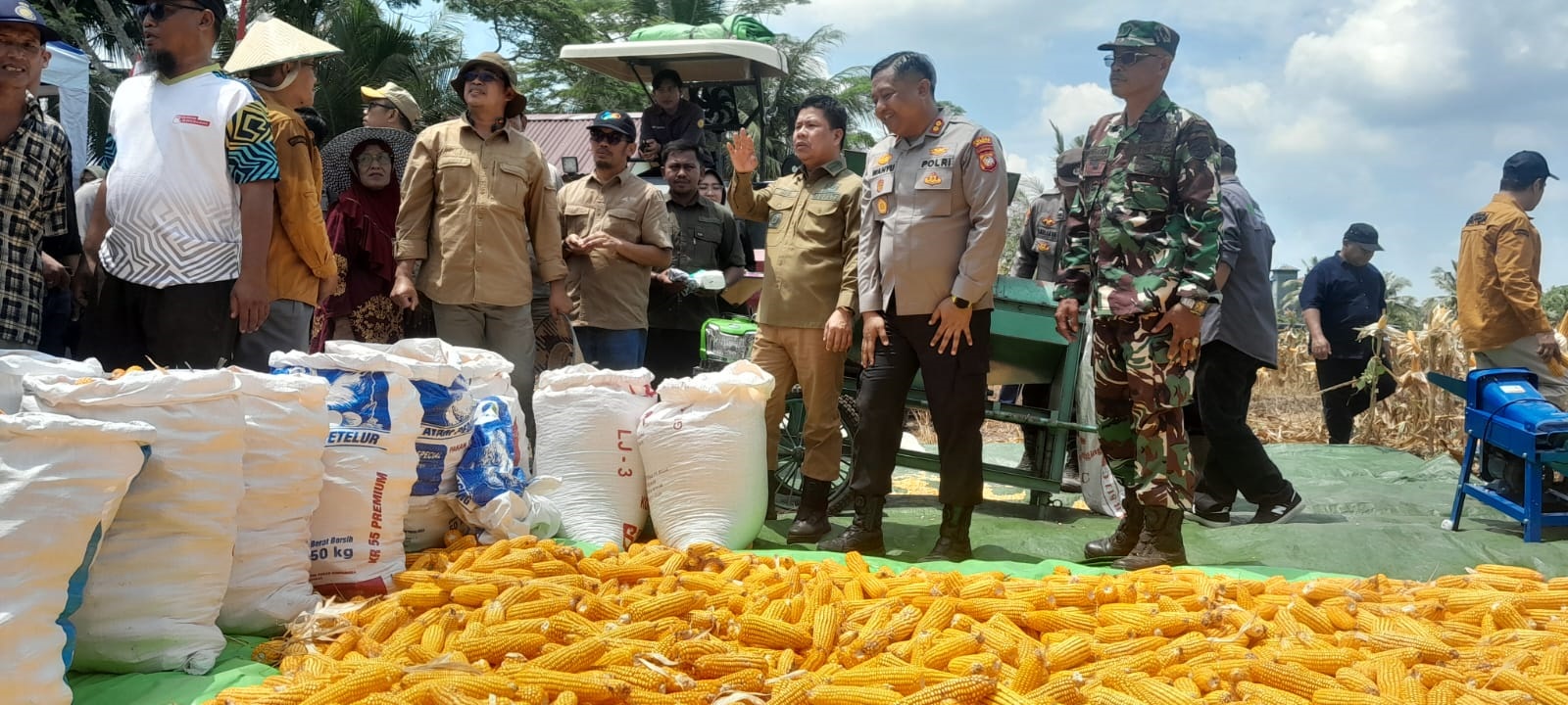 PANEN JAGUNG: Pelaksanaan panen jagung yang dilaksanakan di sejumlah wilayah di Kabupaten Sambas.