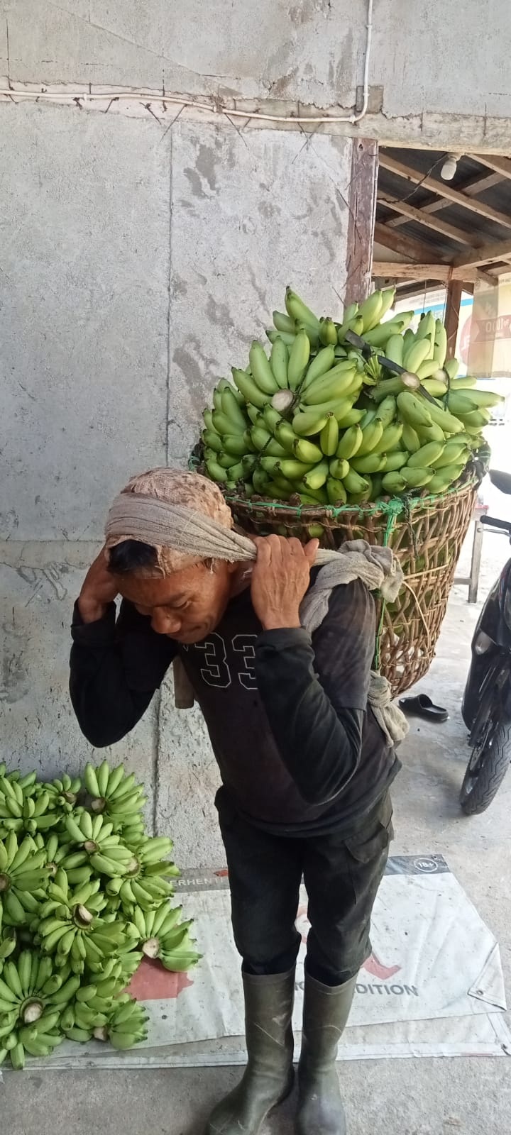PANEN PISANG: Petani pisang asal Sedahan, Kayong Utara, Muslianto, menunjukkan hasil panen yang meningkat sejak adanya program Makan Bergizi Gratis (MBG).