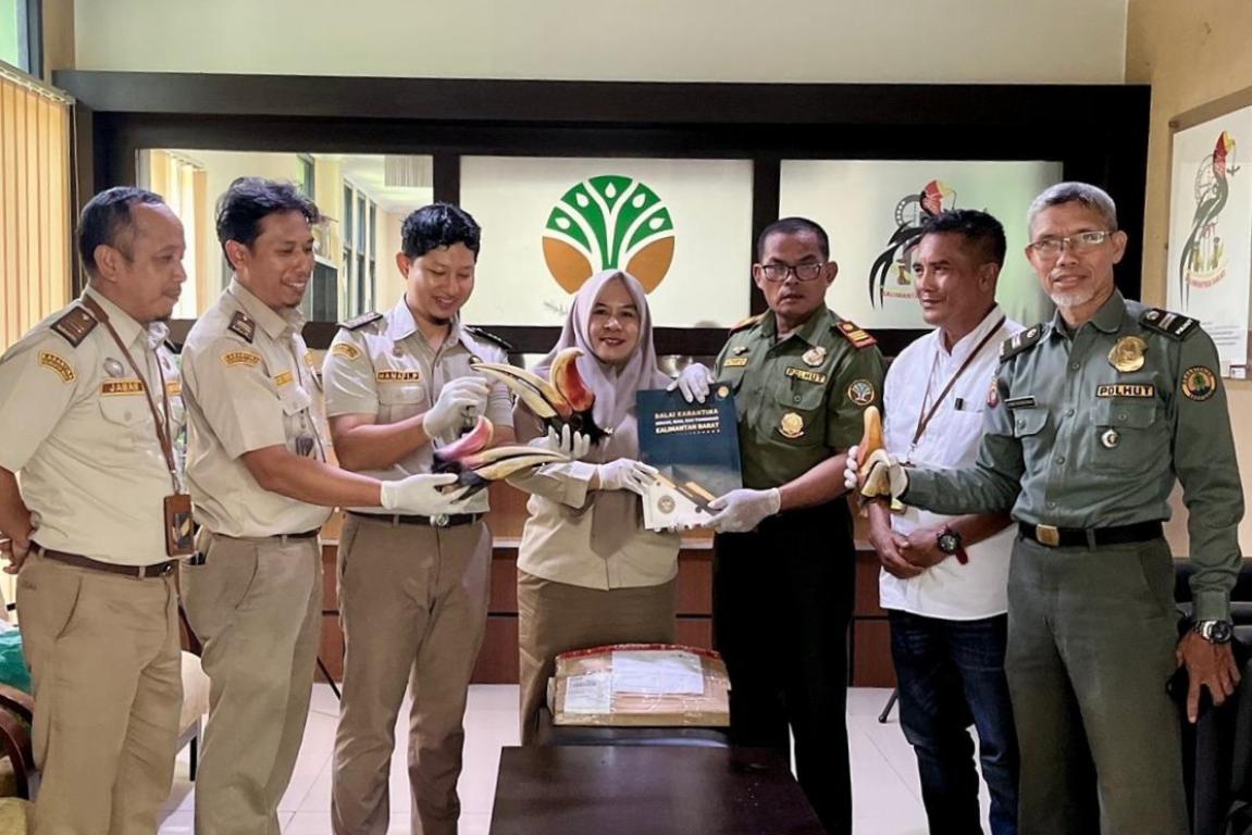 Petugas Balai Karantina Hewan, Ikan dan Tumbuhan, Kalimantan Barat menyerahkan barang bukti empat paruh enggang cula yang berhasil dari upaya penyelundupan di Bandara Supadio Pontianak.