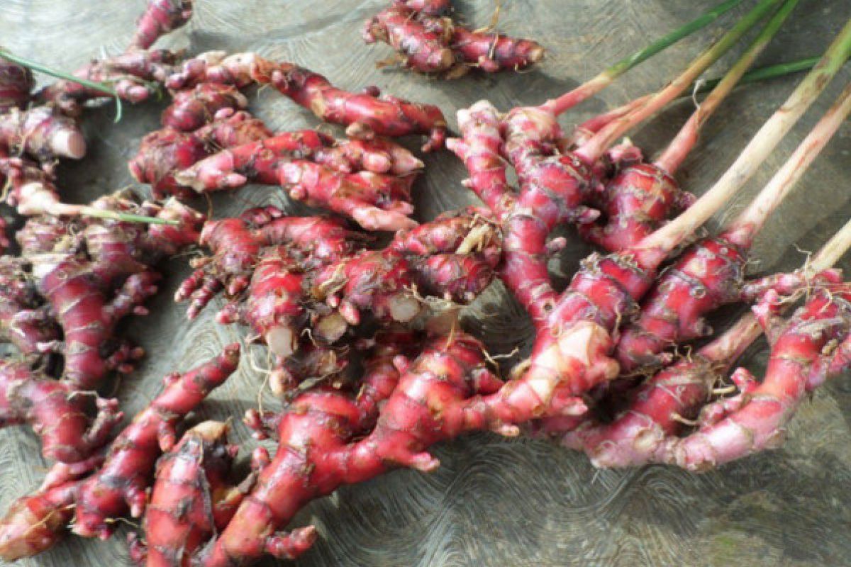 Jahe merah memiliki berbagai manfaat bagi kesehatan tubuh.