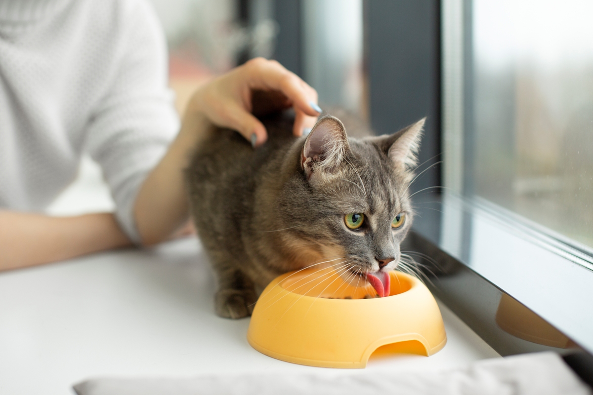 Ilustrasi seseorang sedang memberi makan kucing peliharaan di rumah.