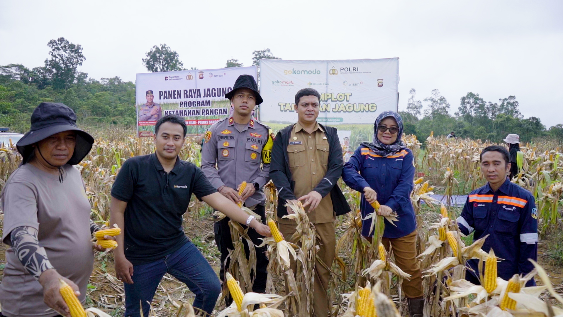 Ilustrasi panen jagung program ketahanan pangan.