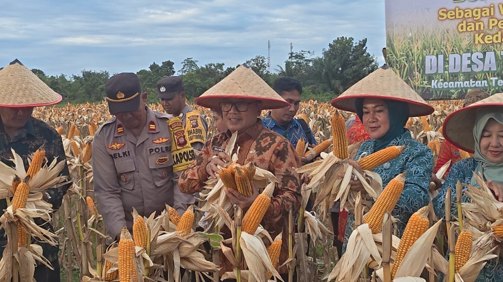 PANEN JAGUNG: Bupati Kubu Raya Sujiwo bersama petani memanen jagung di Desa Terentang Hilir pada  Kamis (23/10).