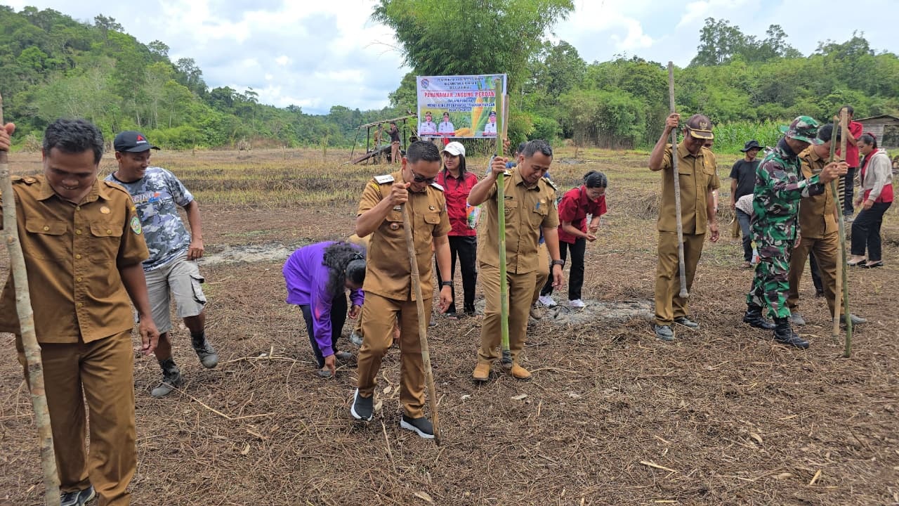 PENANAMAN : Pemerintah Kabupaten Landak saat melakukan penanaman jagung dalam program 1 desa 1 hektar, untuk mendukung swasembada pangan.