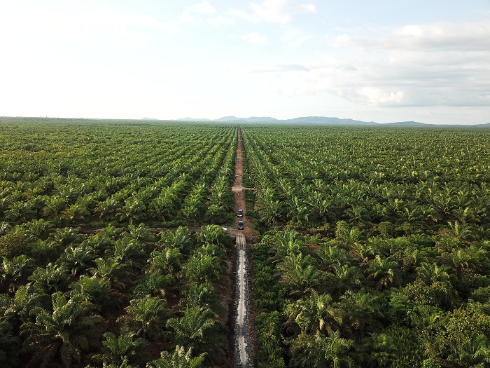 SAWIT: Hamparan kebun sawit di Kabupaten Sambas, Kalimantan Barat. Pemerintah bakal membatasi ekspor sawit tahun depan, demi memenuhi bahan baku untuk biosolar. 