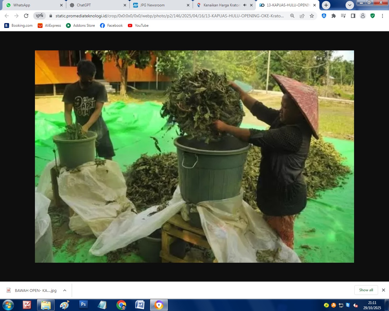 PENGGILINGAN: Petani di Kapuas Hulu sedang menggiling daun kratom menjadi tepung untuk dikirim ke Pontianak.