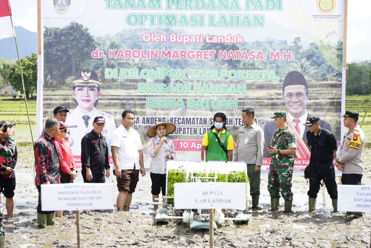TANAM PADI: Bupati Landak Karolin Margret Natasa saat mengikuti penanaman padi belum lama ini.  Kabupaten Landak menjadi penyumbang terbesar Luas Tambah Tanam padi di Kalimantan Barat pada Oktober 202