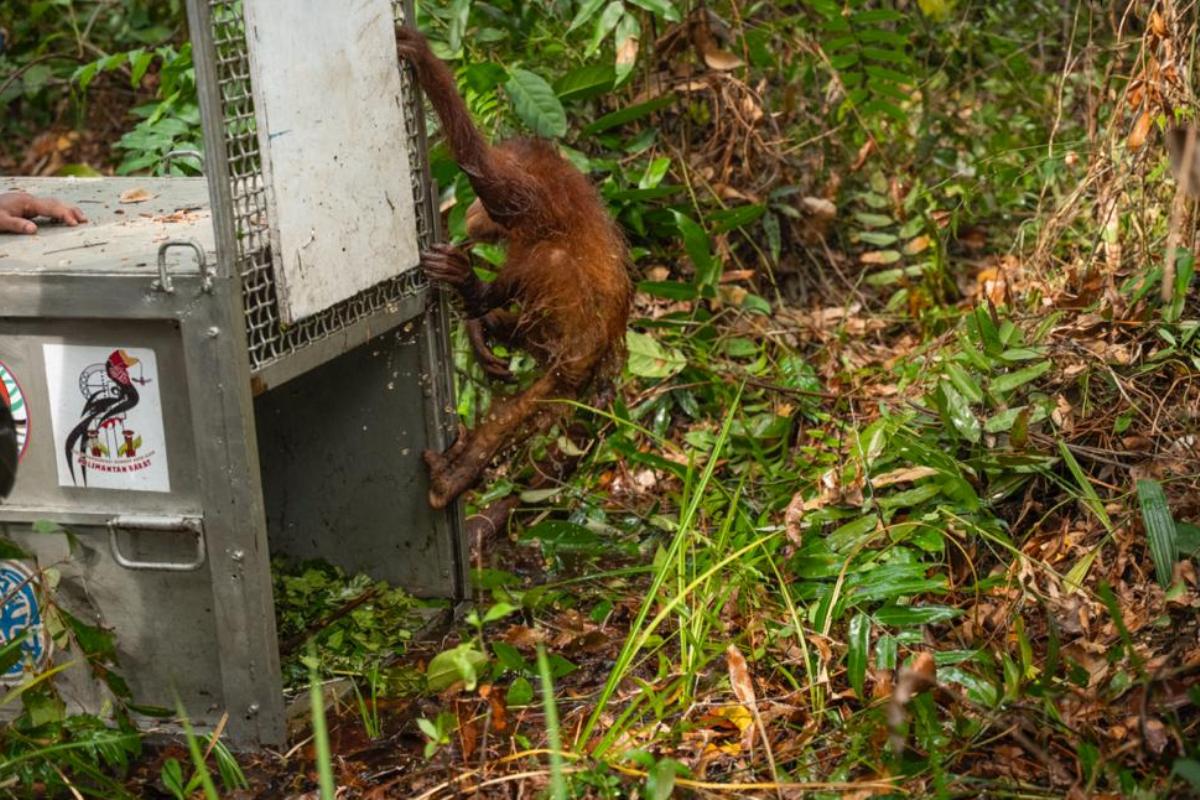 Tim gabungan Balai Konservasi Sumber Daya Alam (BKSDA) Kalimantan Barat Seksi Konservasi Wilayah I Ketapang, YIARI, dan PT HKD melakukan translokasi sepasang indukan orangutan.