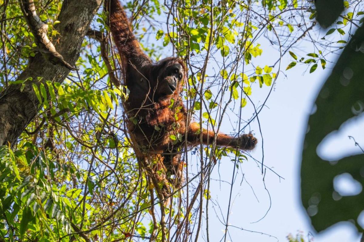 Tim gabungan Balai Konservasi Sumber Daya Alam (BKSDA) Kalimantan Barat Seksi Konservasi Wilayah I Ketapang, YIARI, dan PT HKD melakukan translokasi sepasang indukan orangutan.&nbsp;