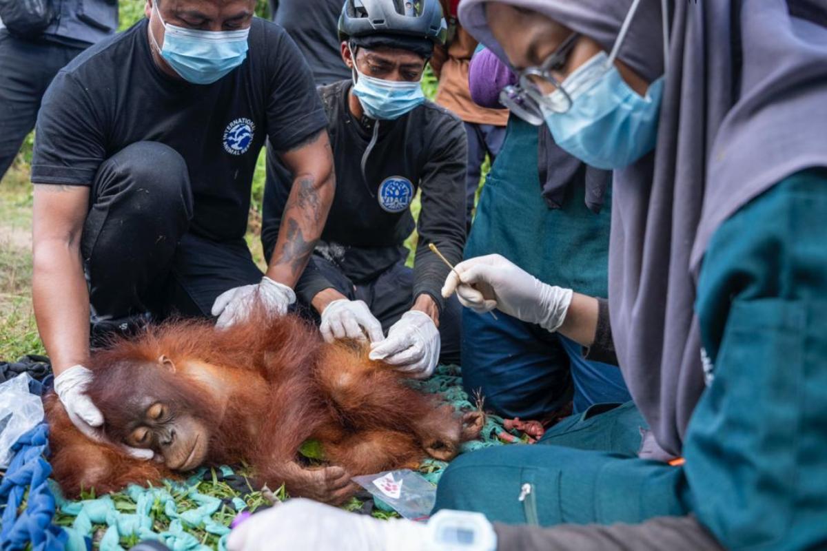 Tim gabungan Balai Konservasi Sumber Daya Alam (BKSDA) Kalimantan Barat Seksi Konservasi Wilayah I Ketapang, YIARI, dan PT HKD melakukan translokasi sepasang indukan orangutan.&nbsp;
