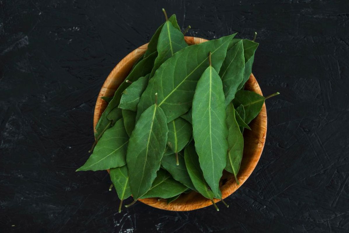 Tidak hanya dipakai sebagai bumbu, Daun Salam memiliki khasiat untuk kesehatan dan kecantikan.