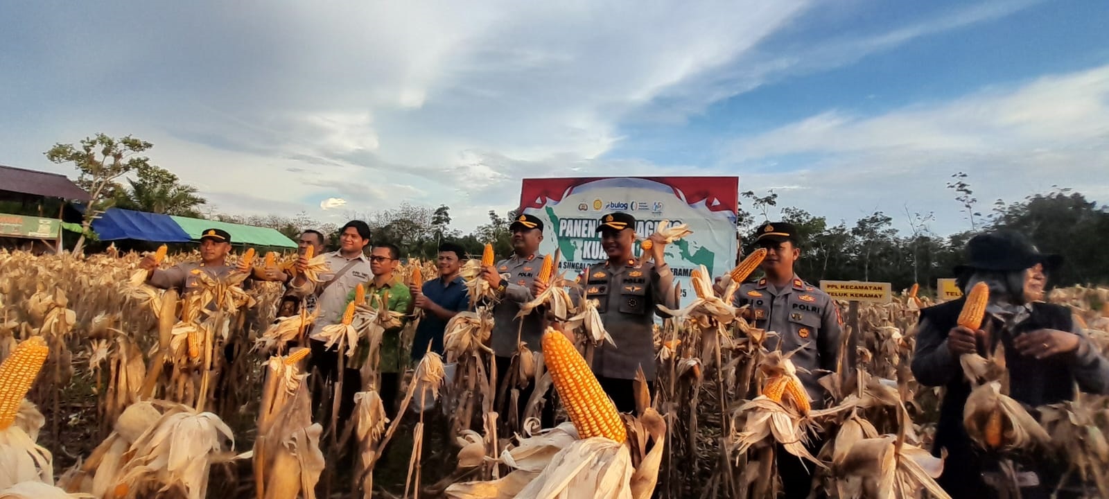 PANEN JAGUNG: Kapolres dan wakapolres Sambas serta Penggarap lahan Erfa saat memanen jagung.