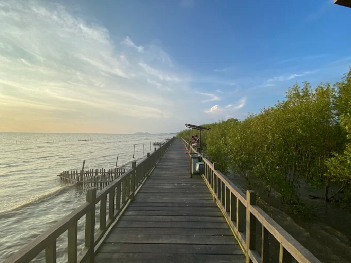 Pemandangan di Hutan Mangrove Setapuk.