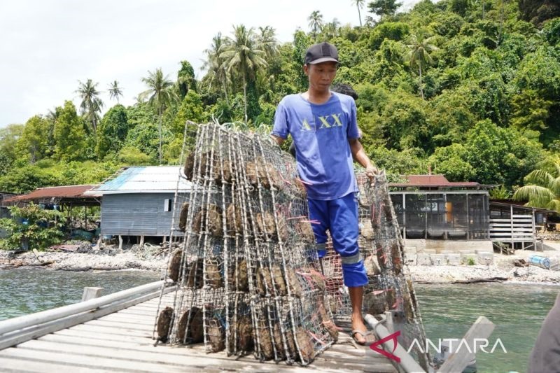 BUDIDAYA MUTIARA: Kegiatan budi daya mutiara di Pulau Lemukutan dan Pulau Penata Besar, yang dinilai melanggar aturan karena berada di zona inti kawasan konservasi.