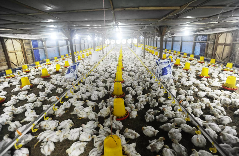 PETERNAKAN AYAM: Pekerja memberikan pakan ayam broiller di peternakan ayam closed house yang ramah lingkungan di Nanggung, Bogor, Jawa Barat.
