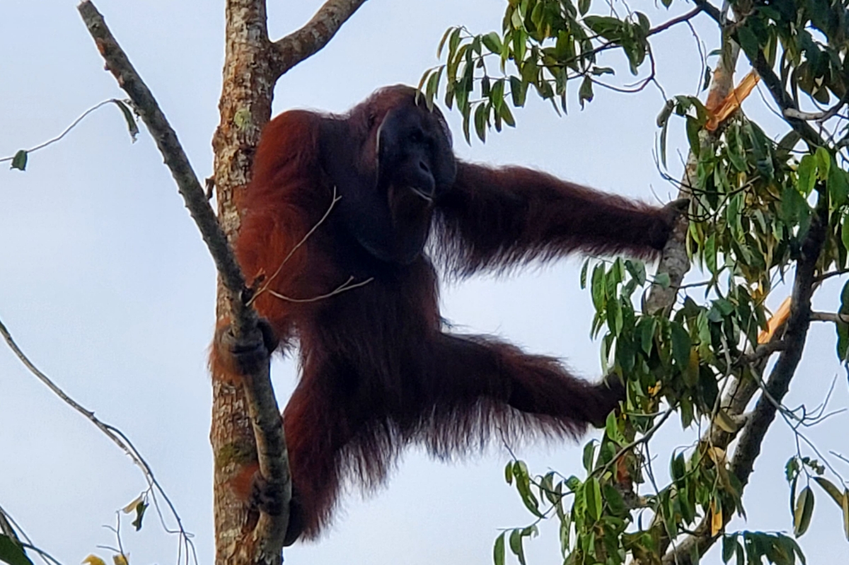 seekor orang utan bergelantungan di pohon kebun milik warga di Desa Benawai Agung, Kecamatan Sukadana, Kabupaten Kayong Utara, Senin (17/11).