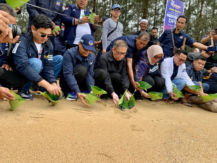 TUKIK : Para kader Nasdem bersama masyarakat pesisir melepaskan ribuan tukik di Pantai Tanjung Api, Paloh, Sabtu (15/11).