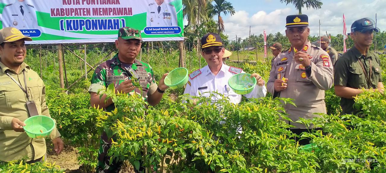 PANEN: Sekda Ismail bersama Dandim dan Forkopimda panen cabai rawit di Desa Sungai Duri II.