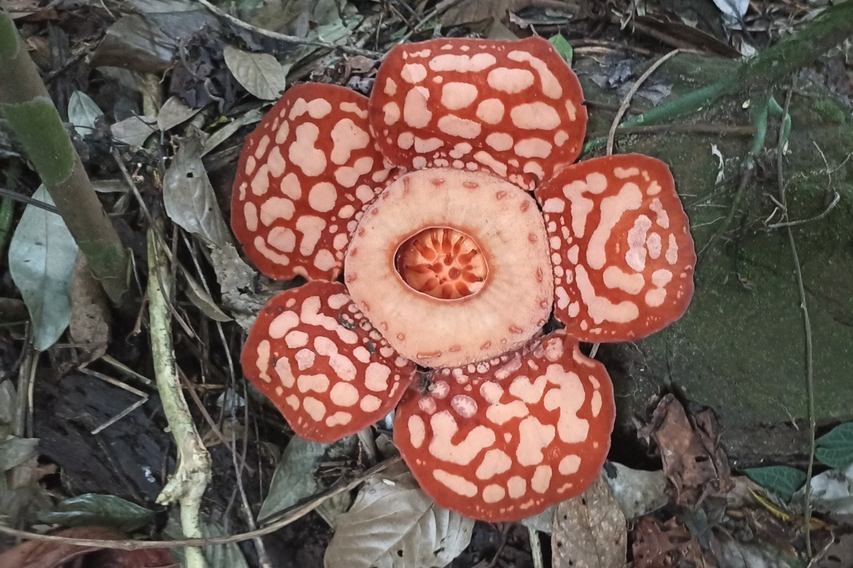 Agri Aditya saat menemukan Rafflesia Hasseltii di Kabupaten Sambas Kalimantan Barat.