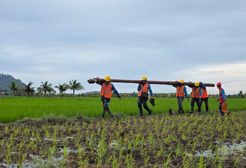 Petugas Pelayanan Teknik PLN mengangkut tiang listrik menuju lokasi pemasangan di area persawahan, memastikan pekerjaan penguatan jaringan tetap berjalan meski melalui akses yang terbatas