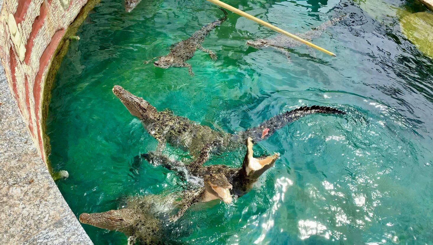 BUAYA: Peserta famtrip memberi makan buaya di area Crocodile Kingdom, A&rsquo;Famosa Safari Wonderland. Foto kanan, pertunjukan gajah akuatik di A&rsquo;Famosa Safari Wonderland, menampilkan gajah yang berenang d