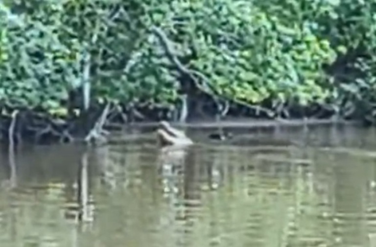 Potongan video seekor buaya berukuran 3 meter yang masuk ke permukiman warga Desa Sungai Besar Kubu Raya pada Selasa (2/12). Tim Gabungan masih upayakan evakuasi hewan yang dilindungi tersebut.