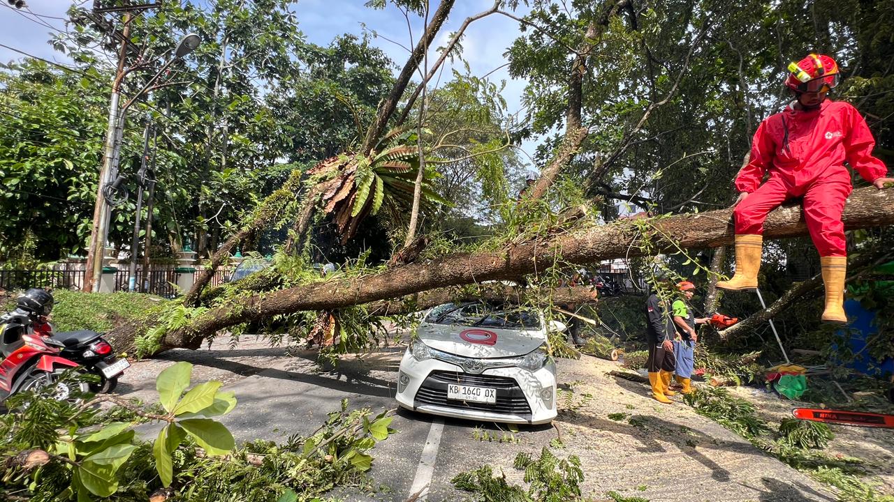 Angin kencang kembali terjang Pontianak, pohon tumbang timpa taksi online di depan IAIN Pontianak. Jalan sempat lumpuh.