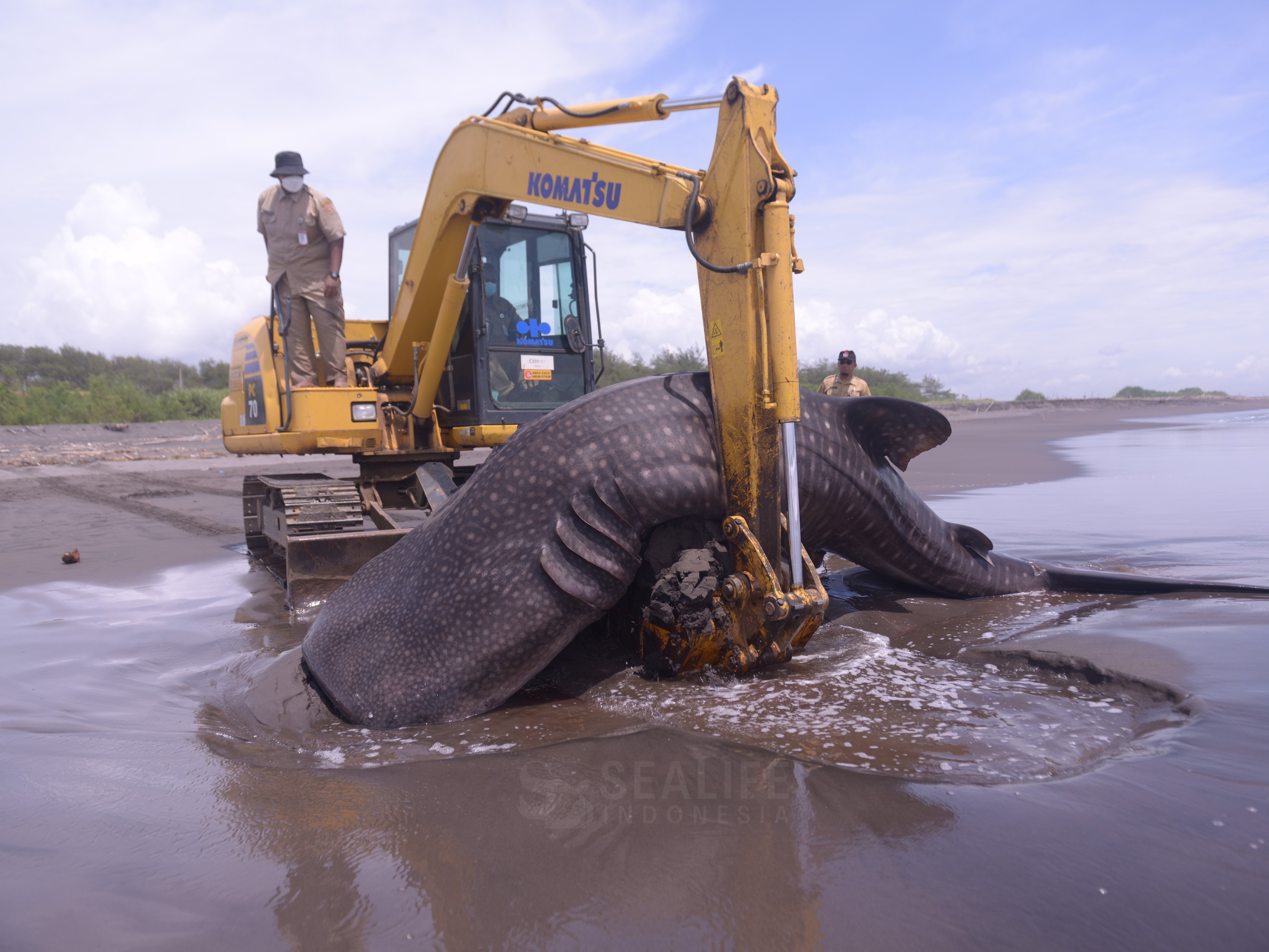 Bangkai hiu paus yang terdampar di Pantai Pasir Puncu, Purworejo, dievakuasi&nbsp;menggunakan alat berat.