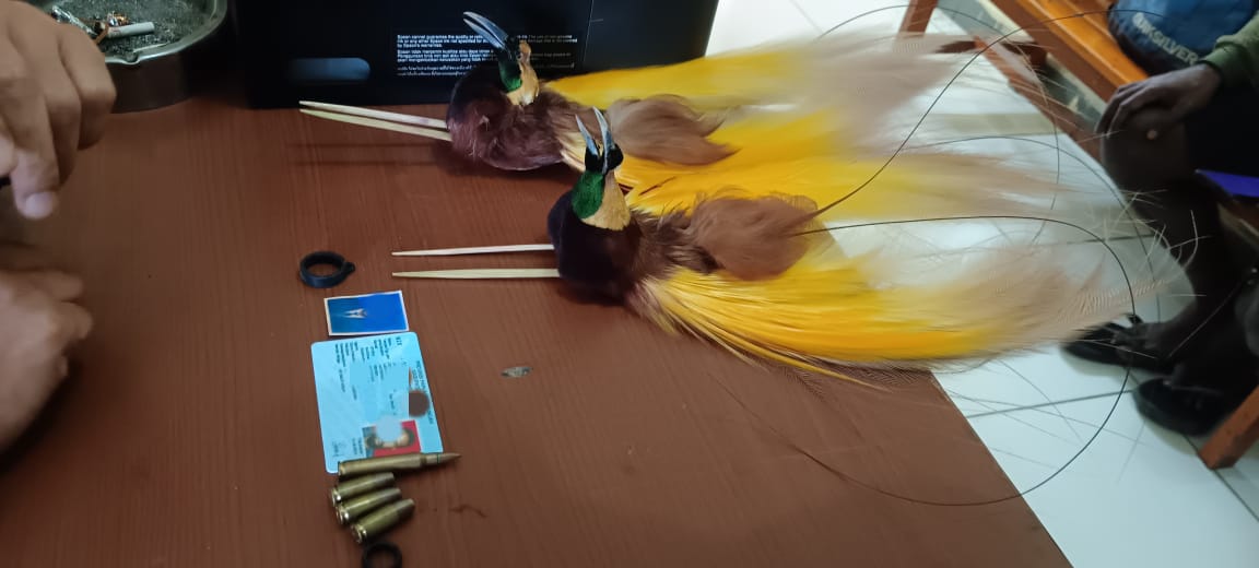 Barang bukti berupa burung cenderawasih awetan dan amunisi yang berhasil diamankan di Bandara Wamena.
